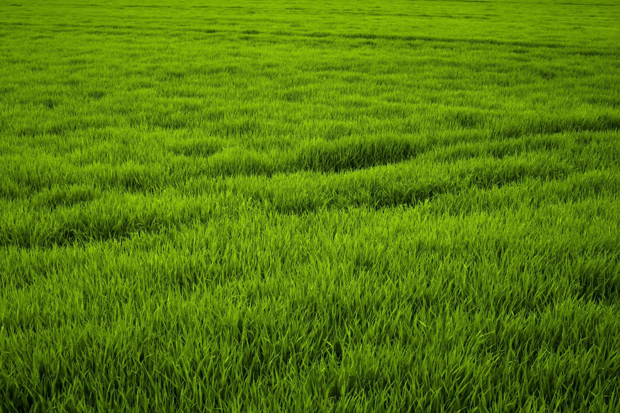 Detail Grass Field Wallpaper Nomer 37