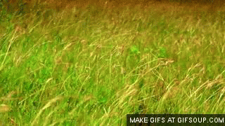 Detail Grass Gif Nomer 38