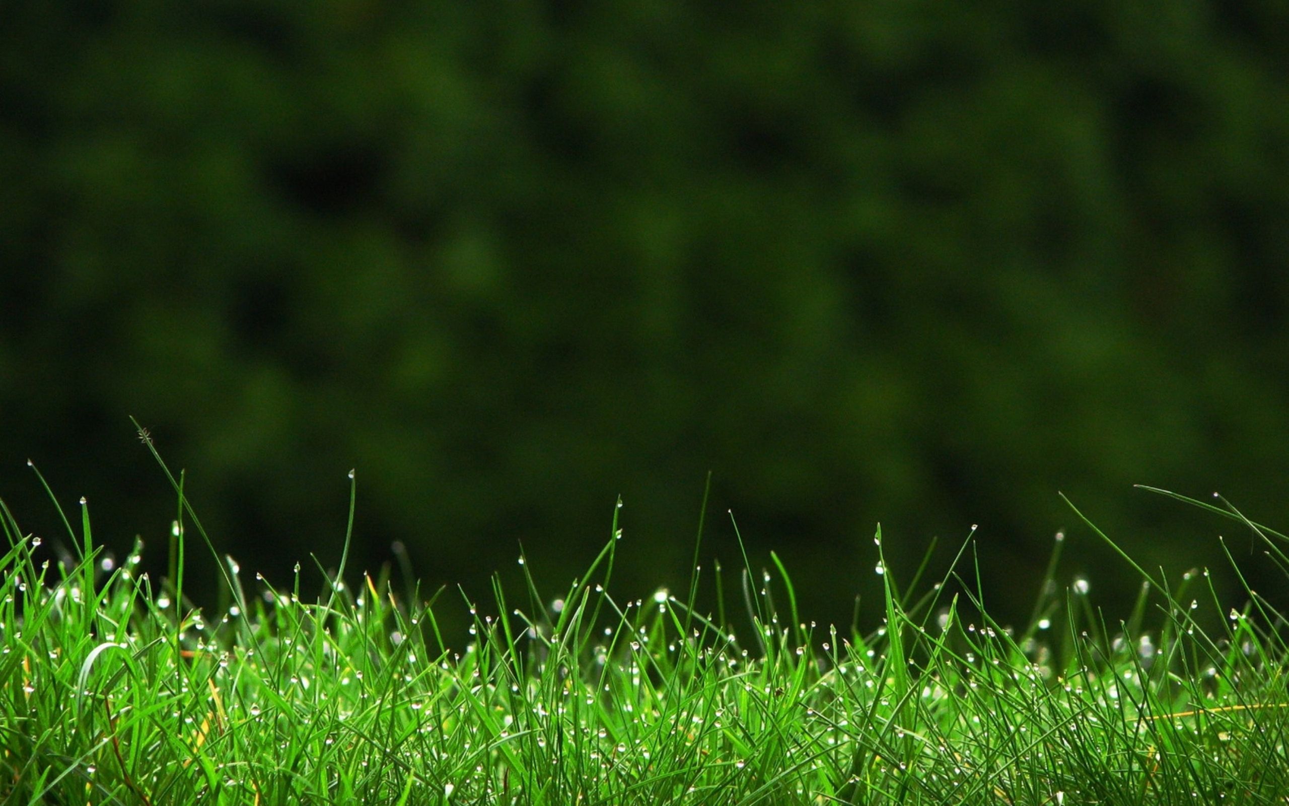 Grass Hd Wallpaper - KibrisPDR