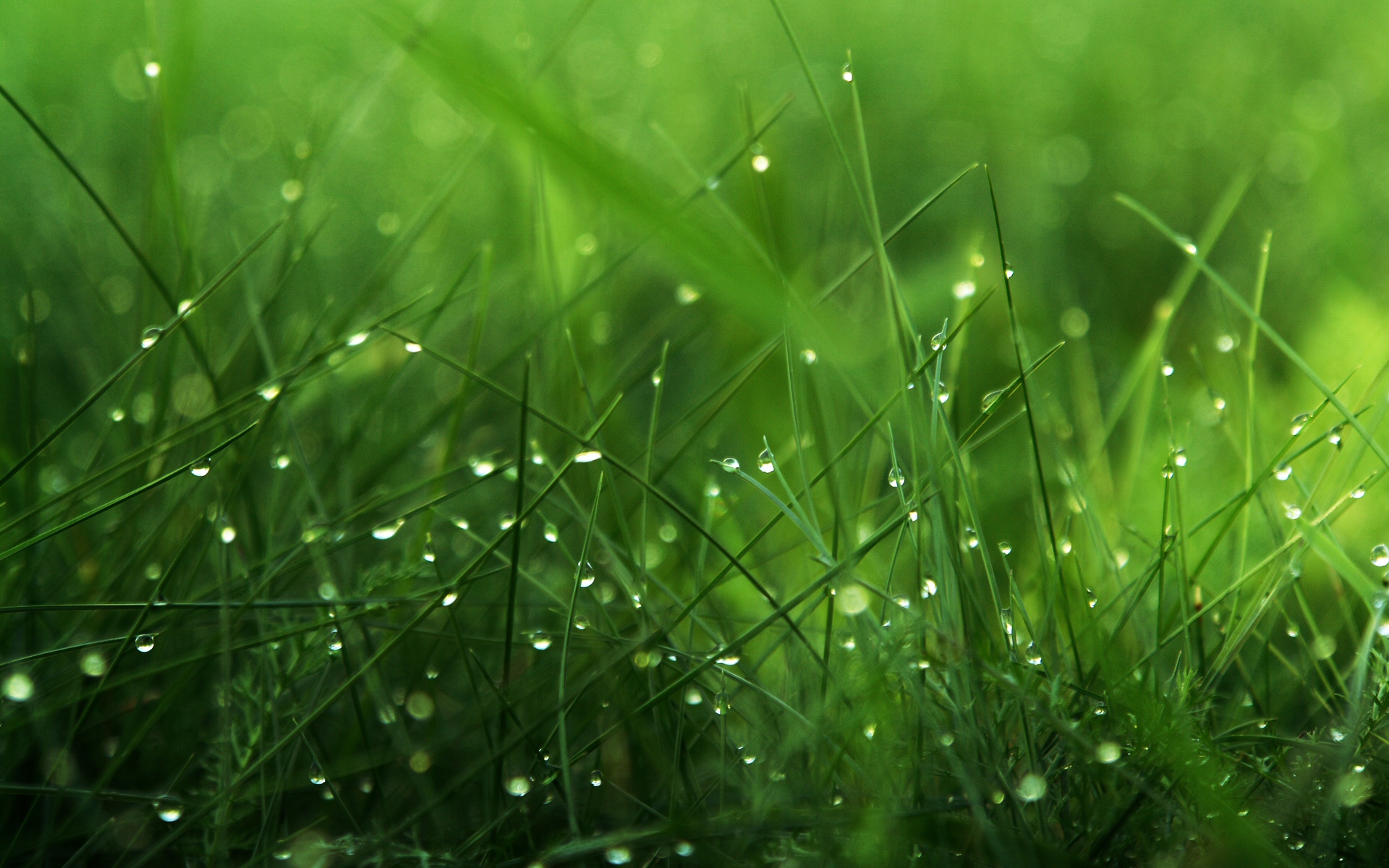 Detail Grass Hd Wallpaper Nomer 10