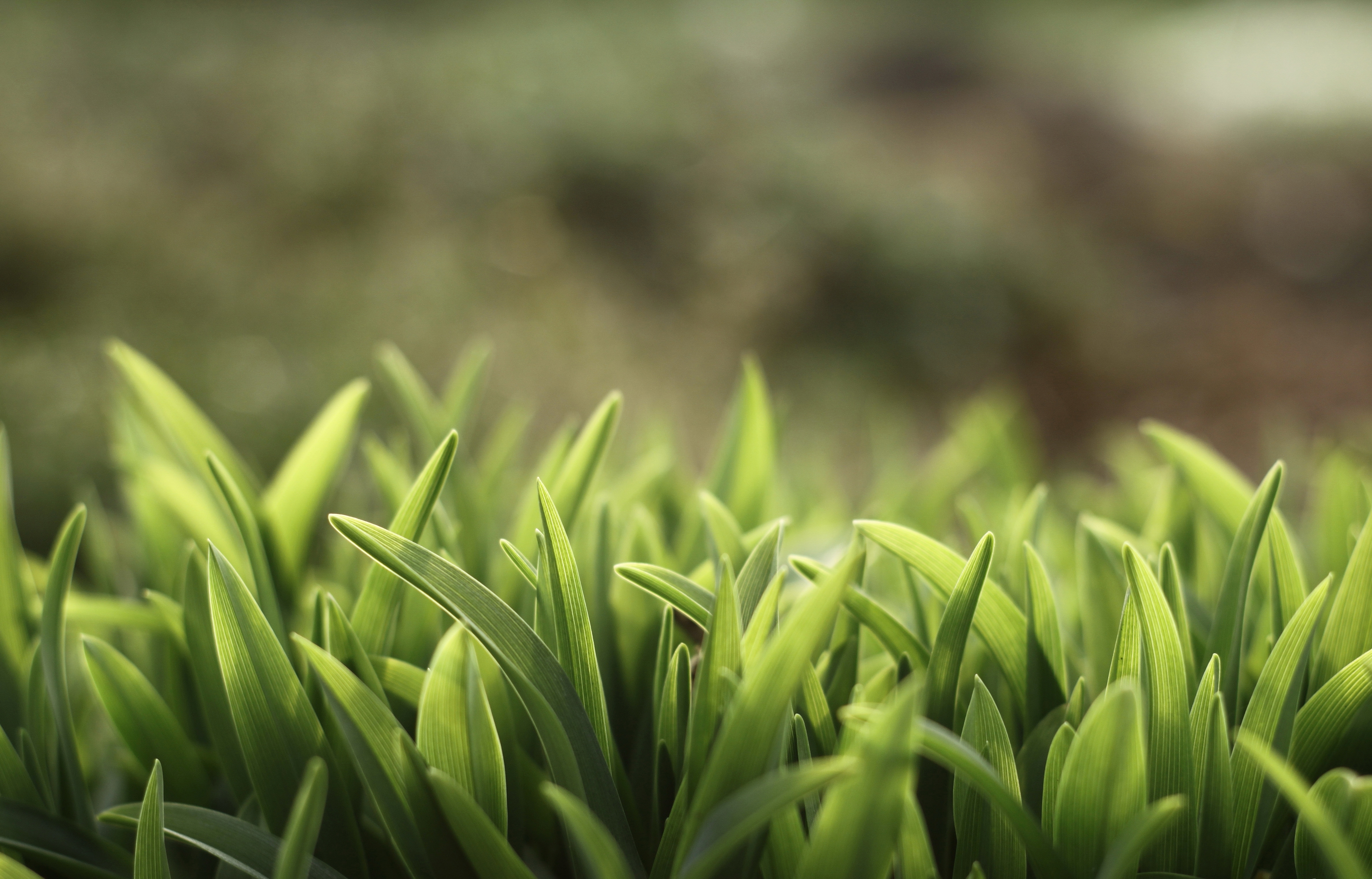 Detail Grass Hd Wallpaper Nomer 13