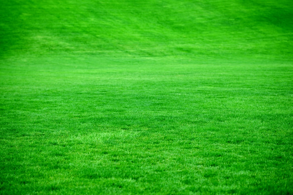 Detail Grass Hd Wallpaper Nomer 14