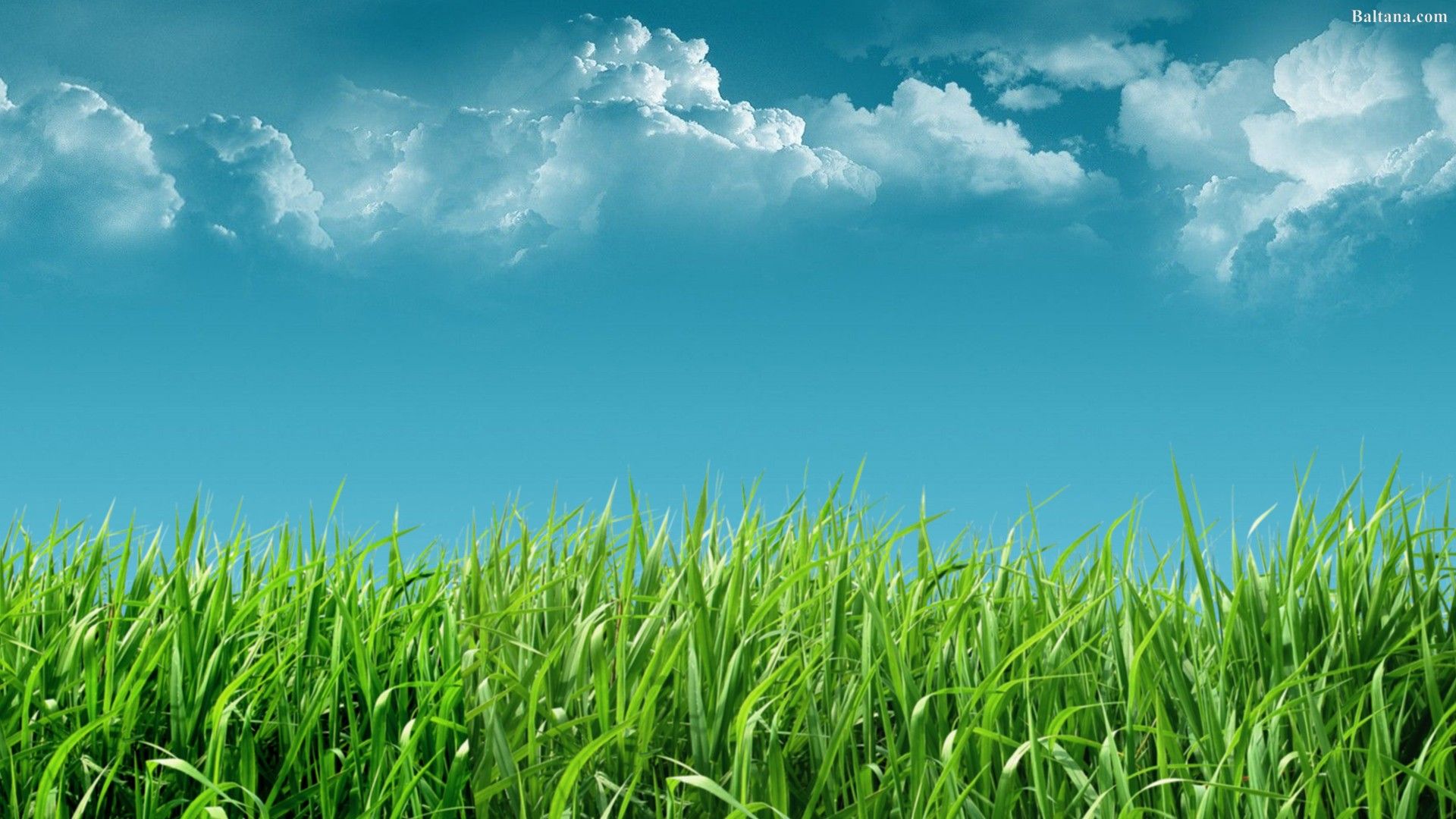 Detail Grass Hd Wallpaper Nomer 17