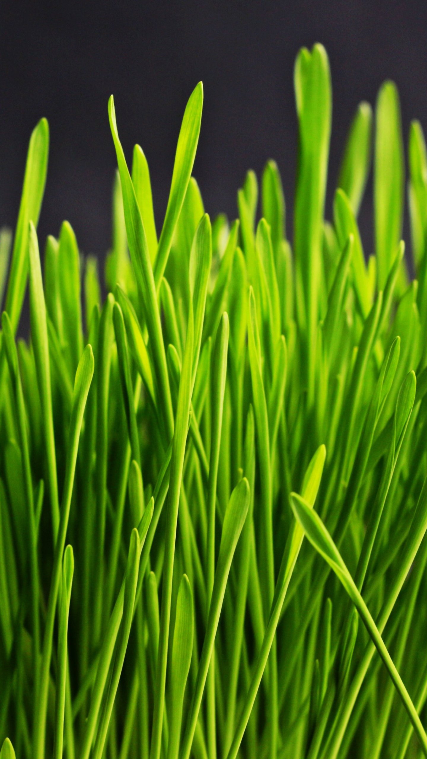 Detail Grass Hd Wallpaper Nomer 27