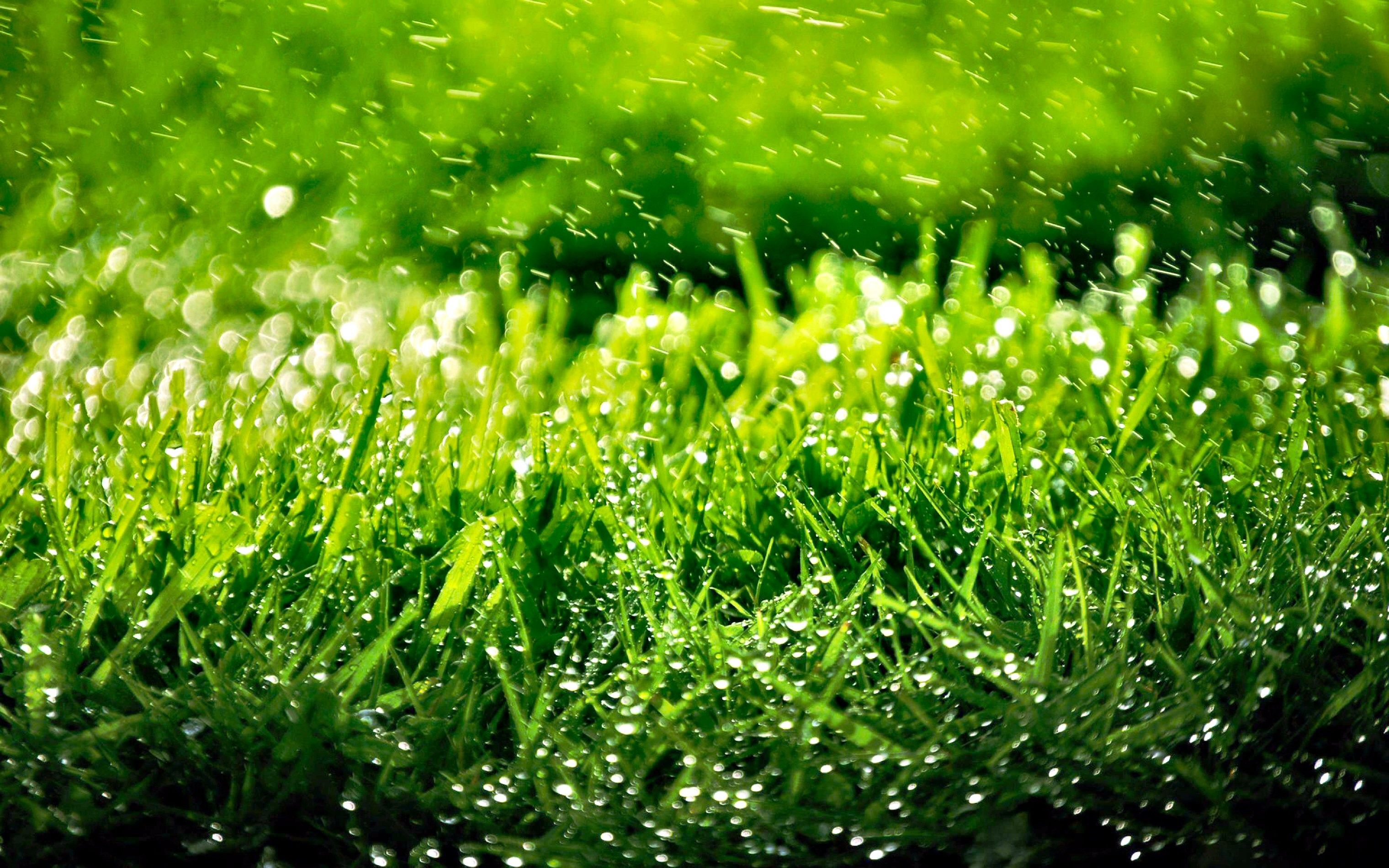 Detail Grass Hd Wallpaper Nomer 5