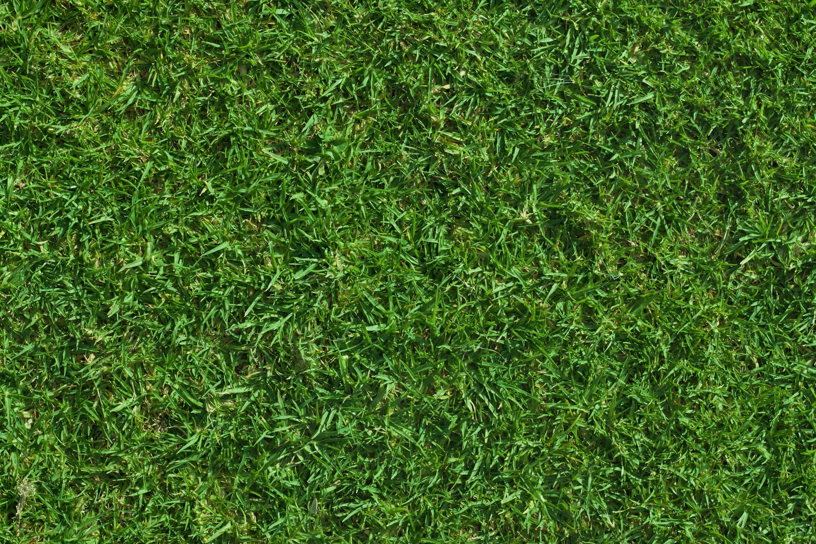 Detail Grass Texture Hd Nomer 2