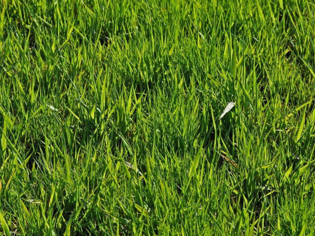 Detail Grass Texture Hd Nomer 20