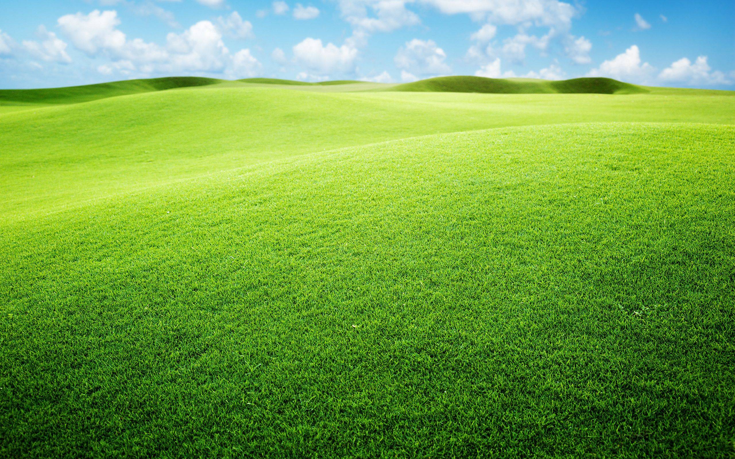 Detail Grassland Wallpaper Nomer 7