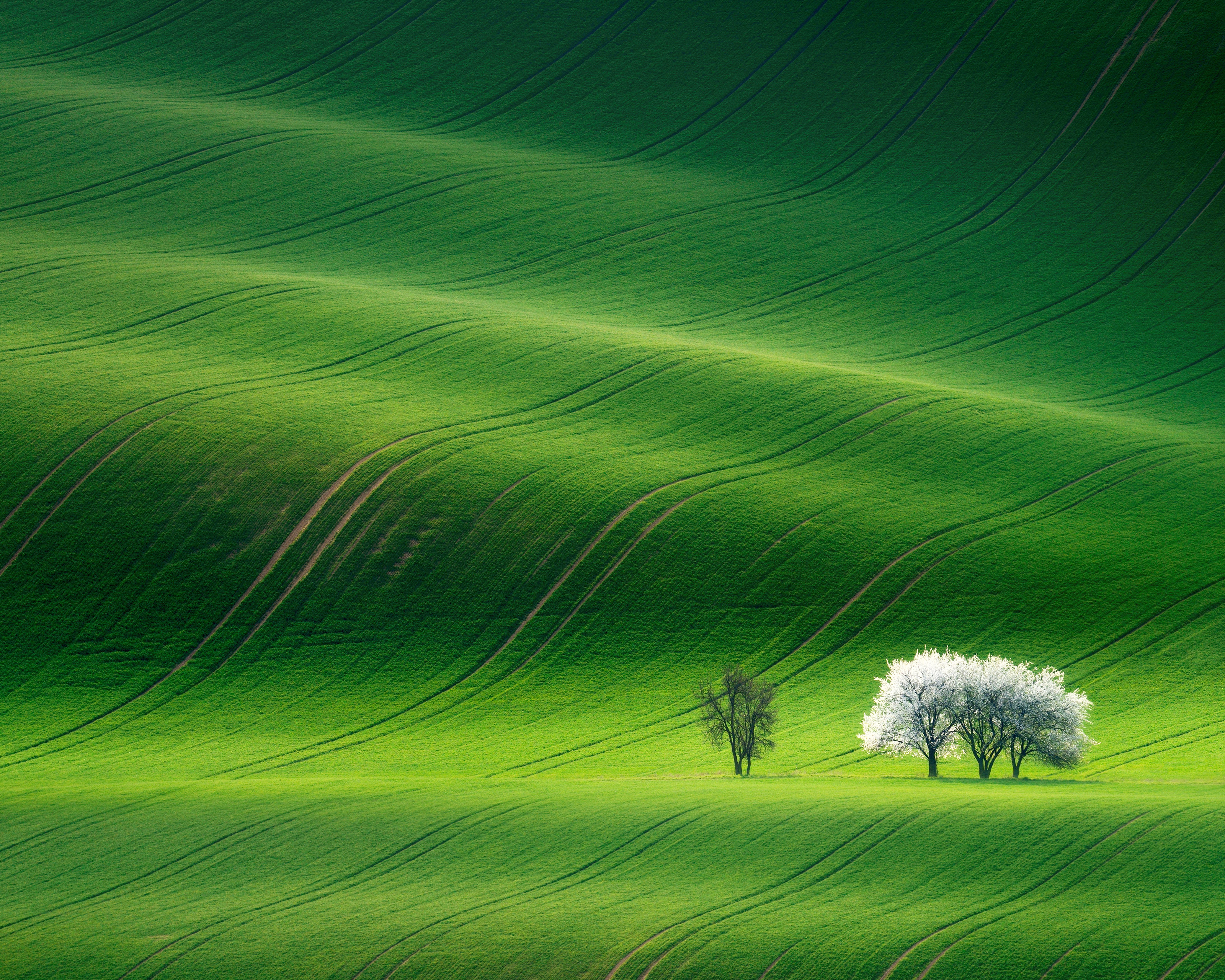 Detail Grassland Wallpaper Nomer 8