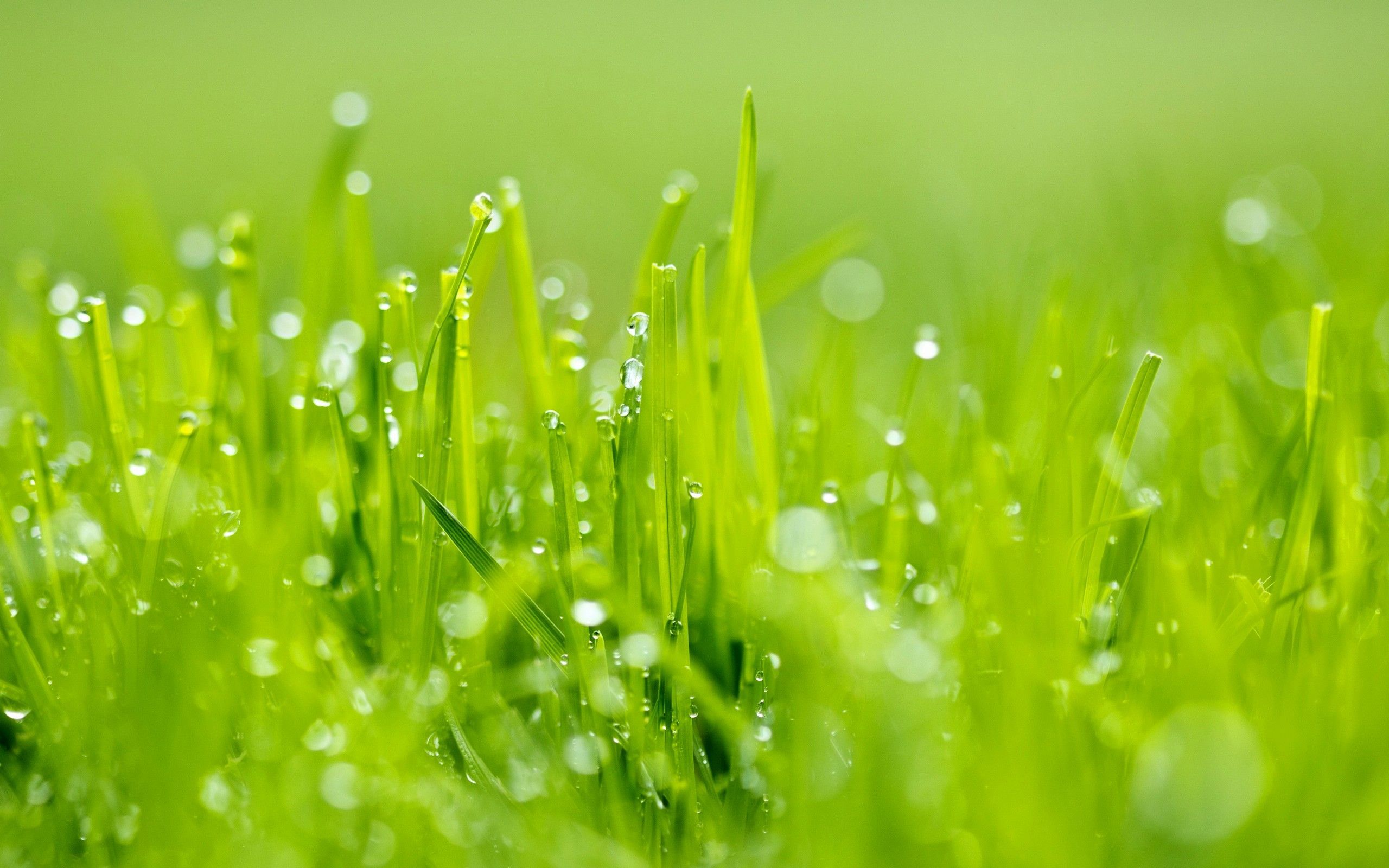 Green Grass Wallpaper - KibrisPDR