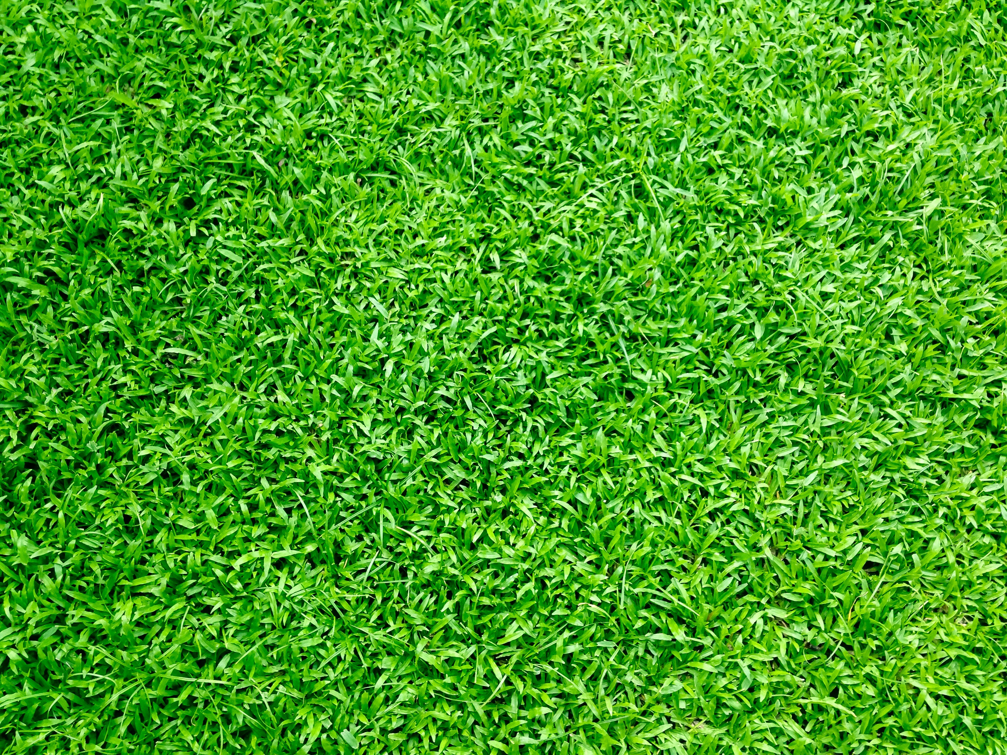 Detail Green Grass Wallpaper Nomer 2