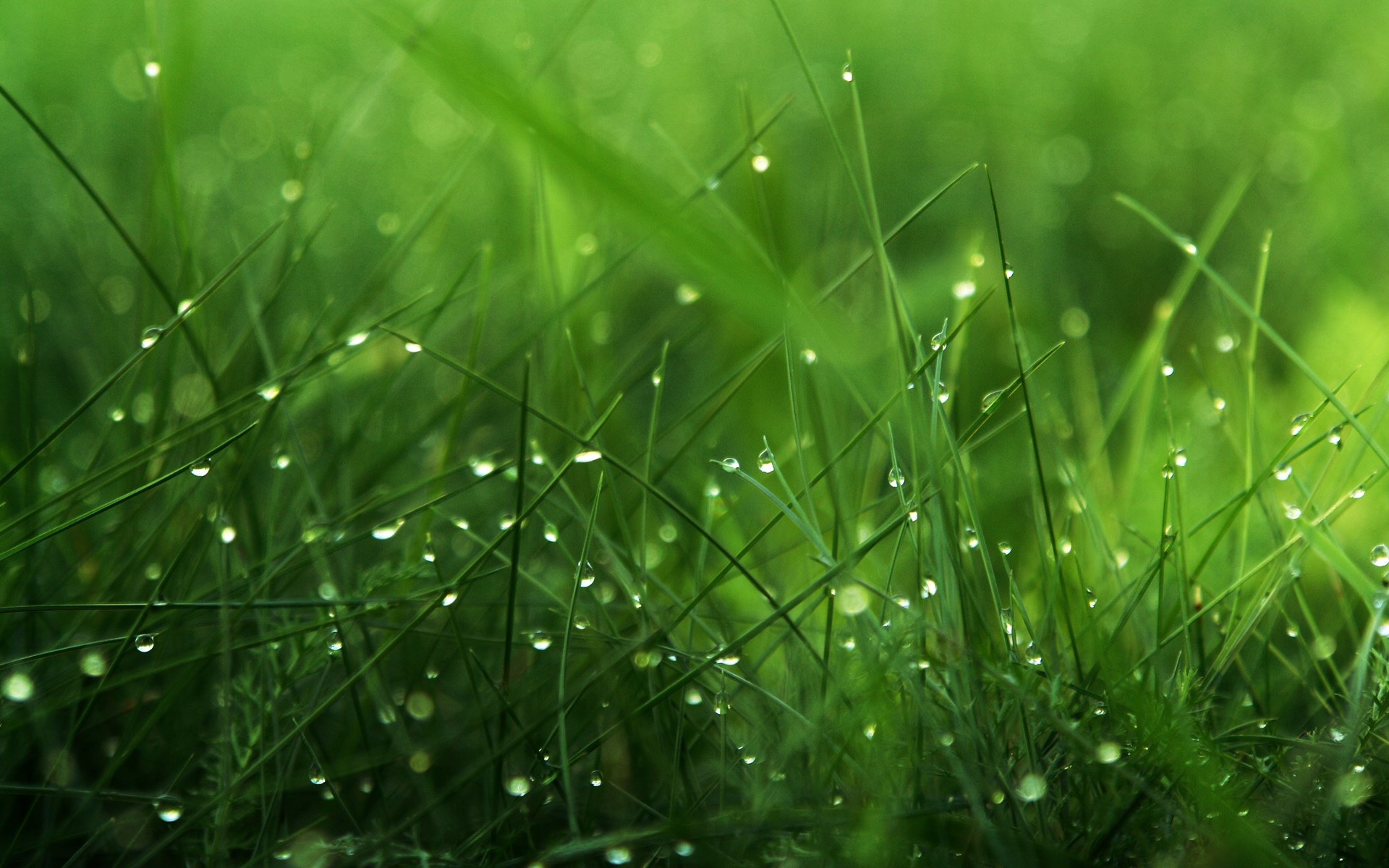 Detail Green Grass Wallpaper Nomer 10