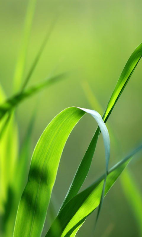 Detail Green Grass Wallpaper Nomer 11