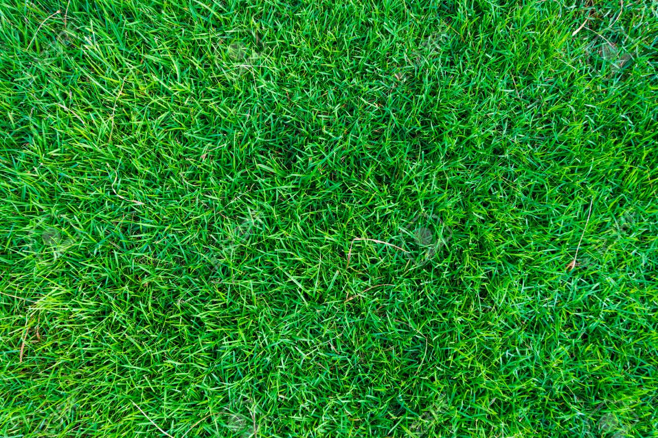 Detail Green Grass Wallpaper Nomer 17