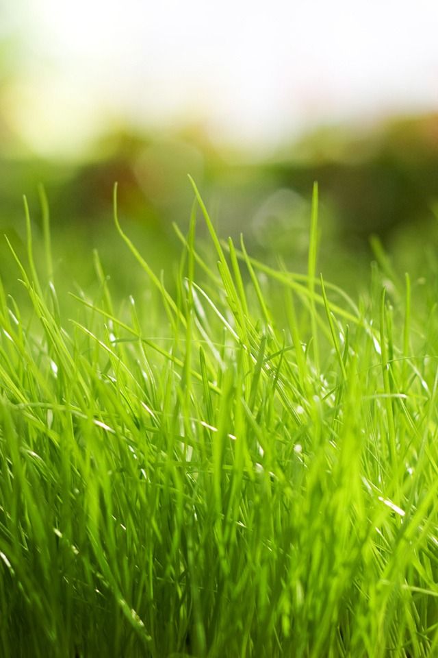 Detail Green Grass Wallpaper Nomer 18