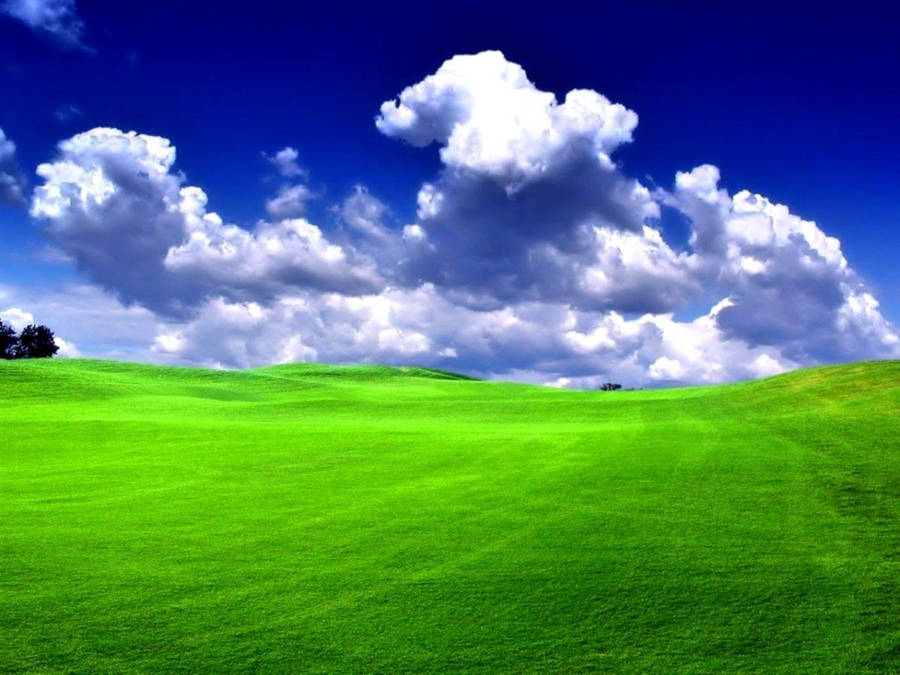 Detail Green Grass Wallpaper Nomer 19