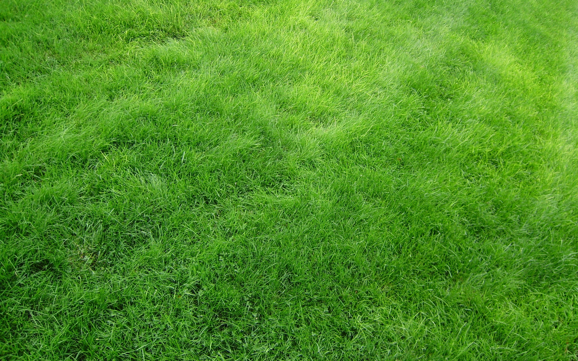 Detail Green Grass Wallpaper Nomer 23