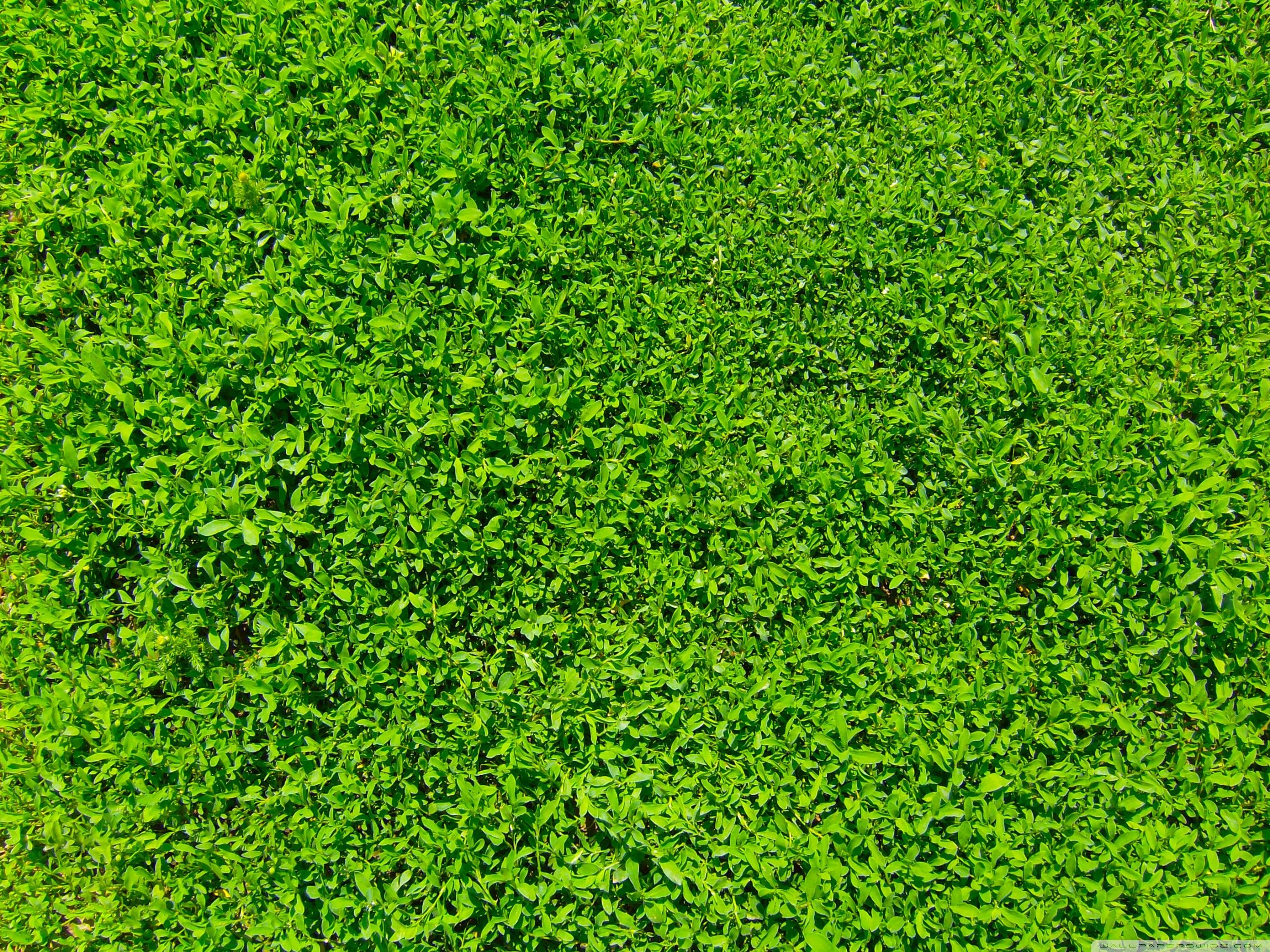 Detail Green Grass Wallpaper Nomer 24
