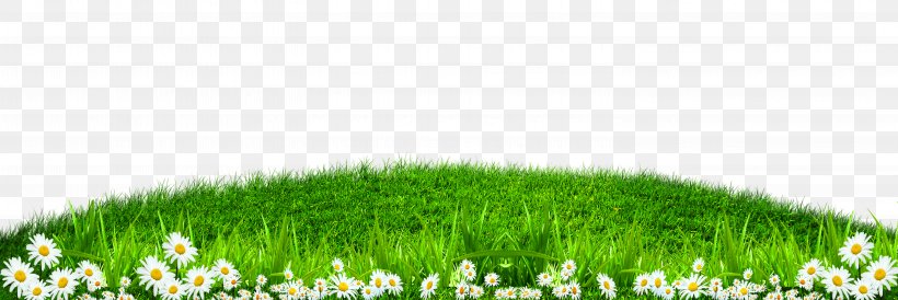 Detail Green Grass Wallpaper Nomer 44