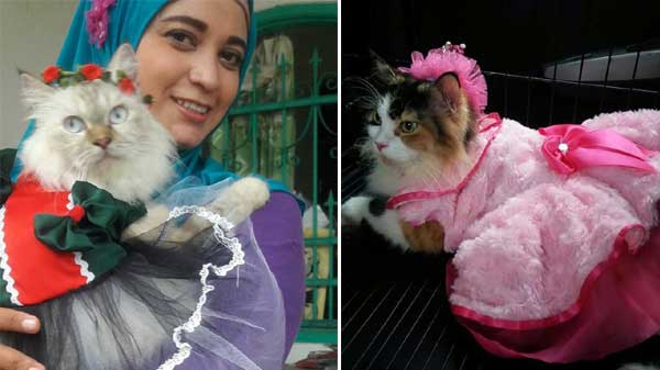 Detail Harga Baju Kucing Betina Nomer 40