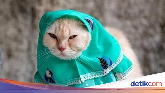 Detail Harga Baju Kucing Betina Nomer 48