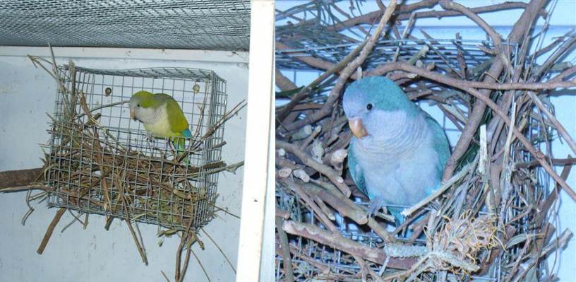 Detail Harga Burung Monk Parakeet Nomer 10