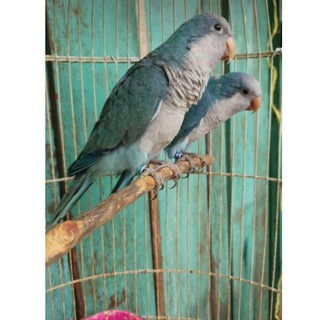 Detail Harga Burung Monk Parakeet Nomer 43