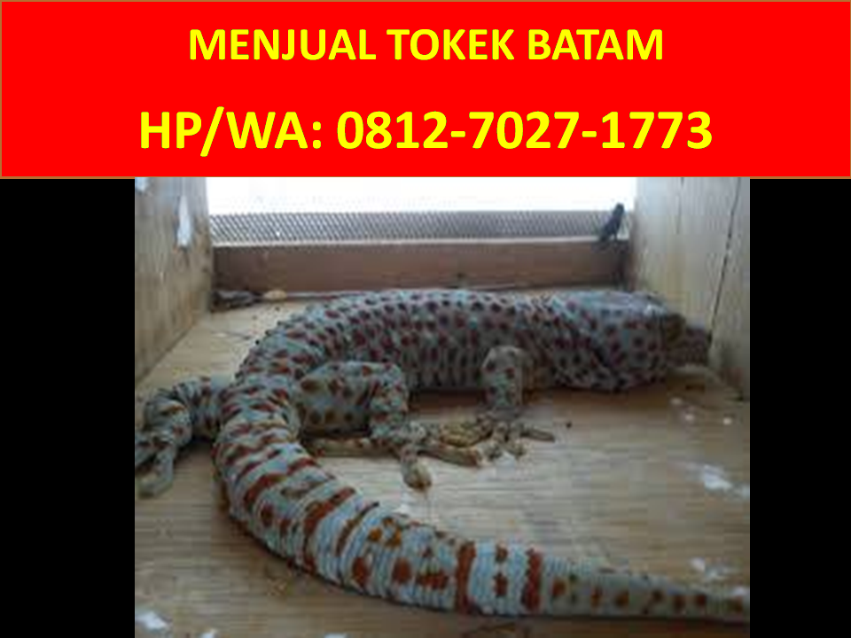 Detail Harga Tokek Rumah 2019 Nomer 26