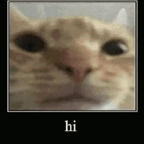 Hello Cat Meme - KibrisPDR