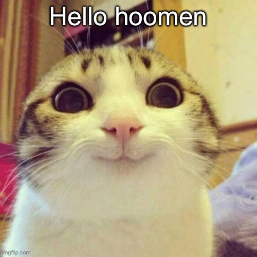Detail Hello Cat Meme Nomer 10