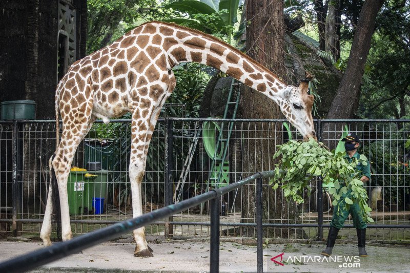 Detail Hewan Apa Saja Yang Ada Di Kebun Binatang Nomer 4