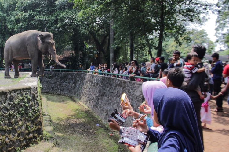 Detail Hewan Apa Saja Yang Ada Di Kebun Binatang Nomer 29