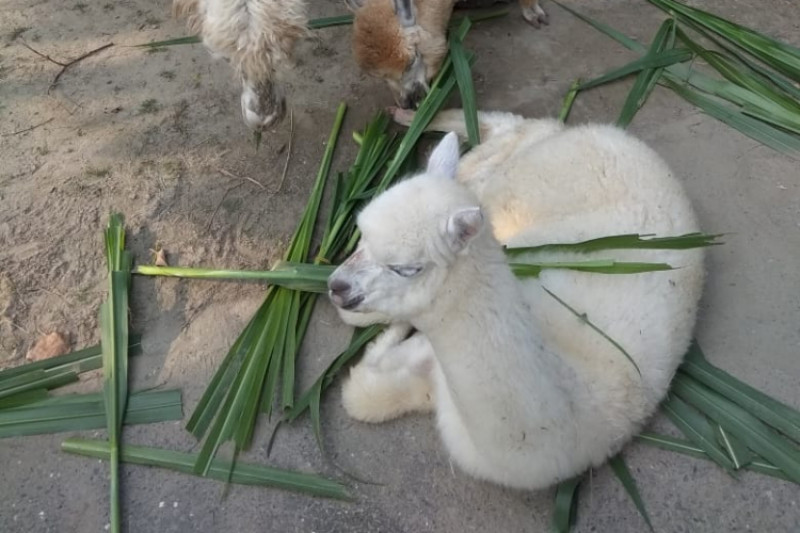 Detail Hewan Apa Saja Yang Ada Di Kebun Binatang Nomer 30