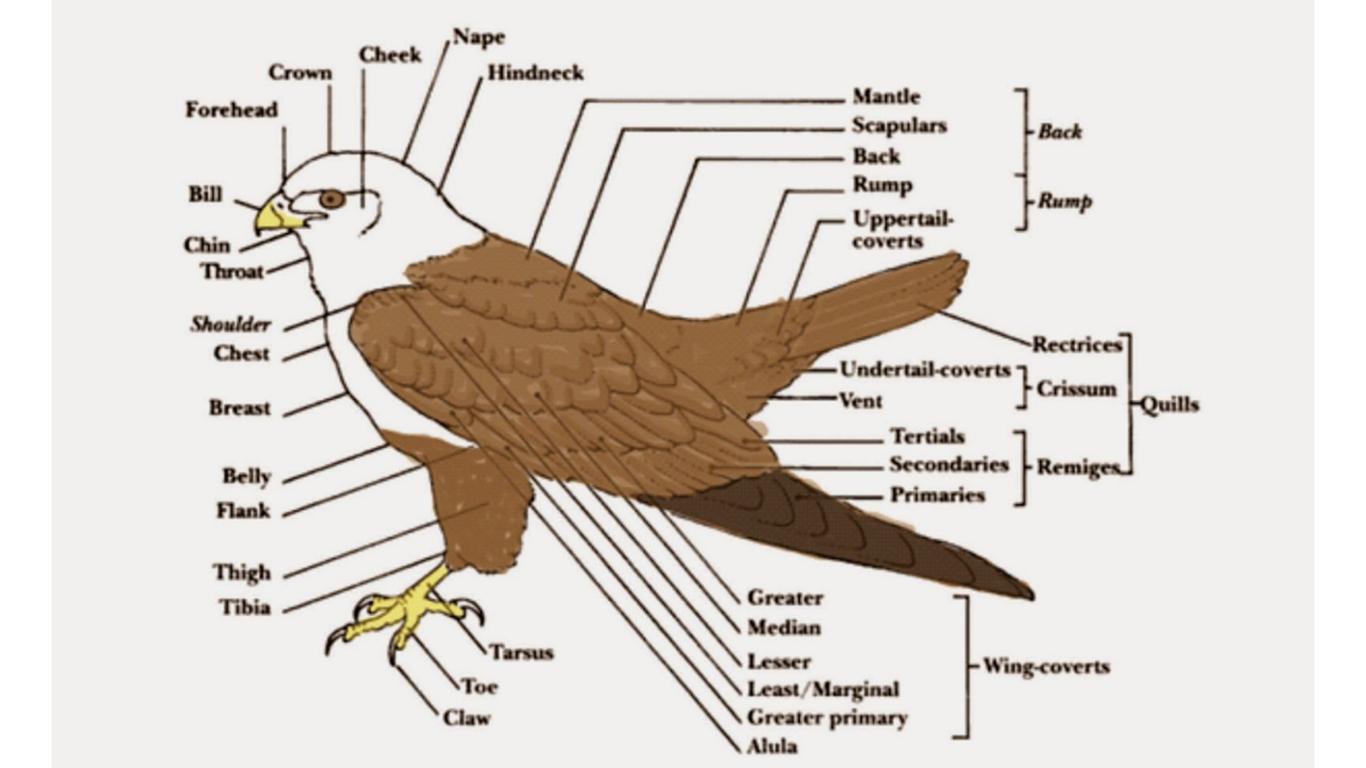 Detail Hewan Aves Adalah Nomer 22