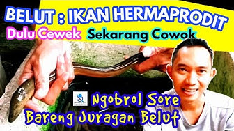 Detail Hewan Hermaprodit Adalah Nomer 48