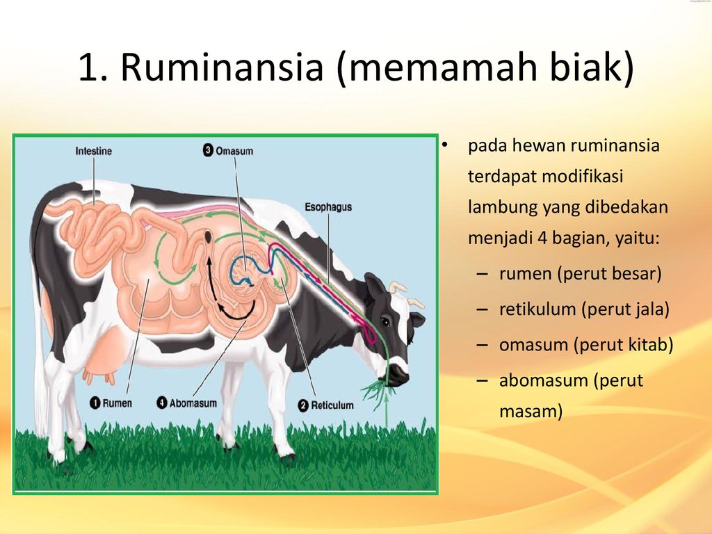 Detail Hewan Memamah Biak Adalah Nomer 19