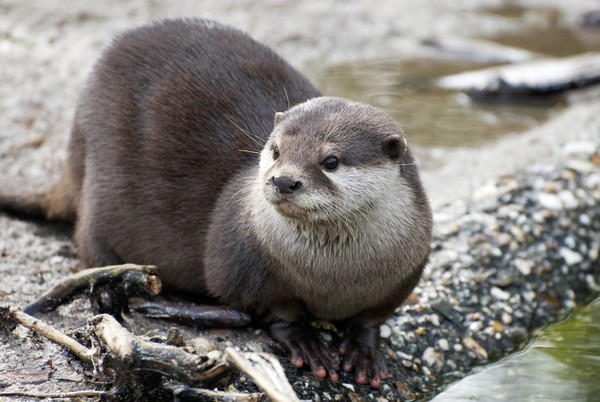 Hewan Otter Adalah - KibrisPDR