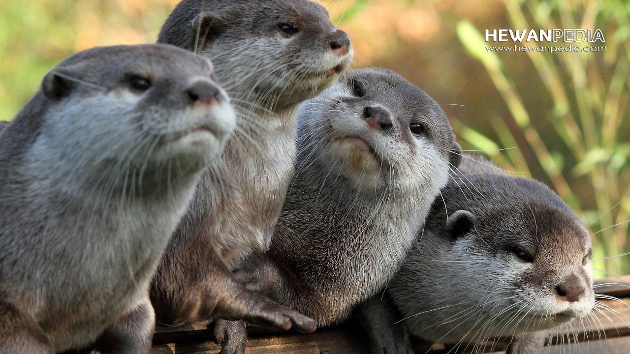 Detail Hewan Otter Adalah Nomer 17