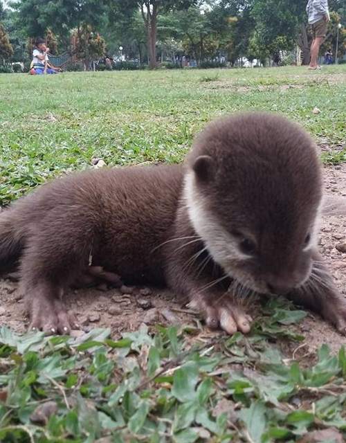 Detail Hewan Otter Adalah Nomer 36