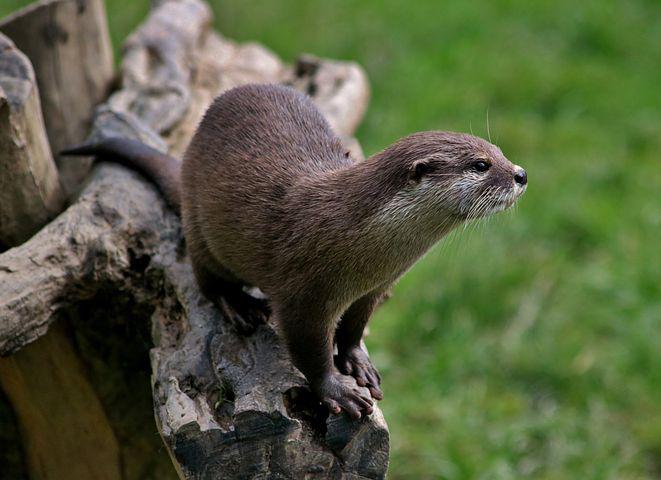 Detail Hewan Otter Adalah Nomer 8