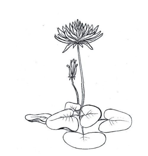 Detail Hiasan Untuk Gambar Sketsa Bunga Nomer 16