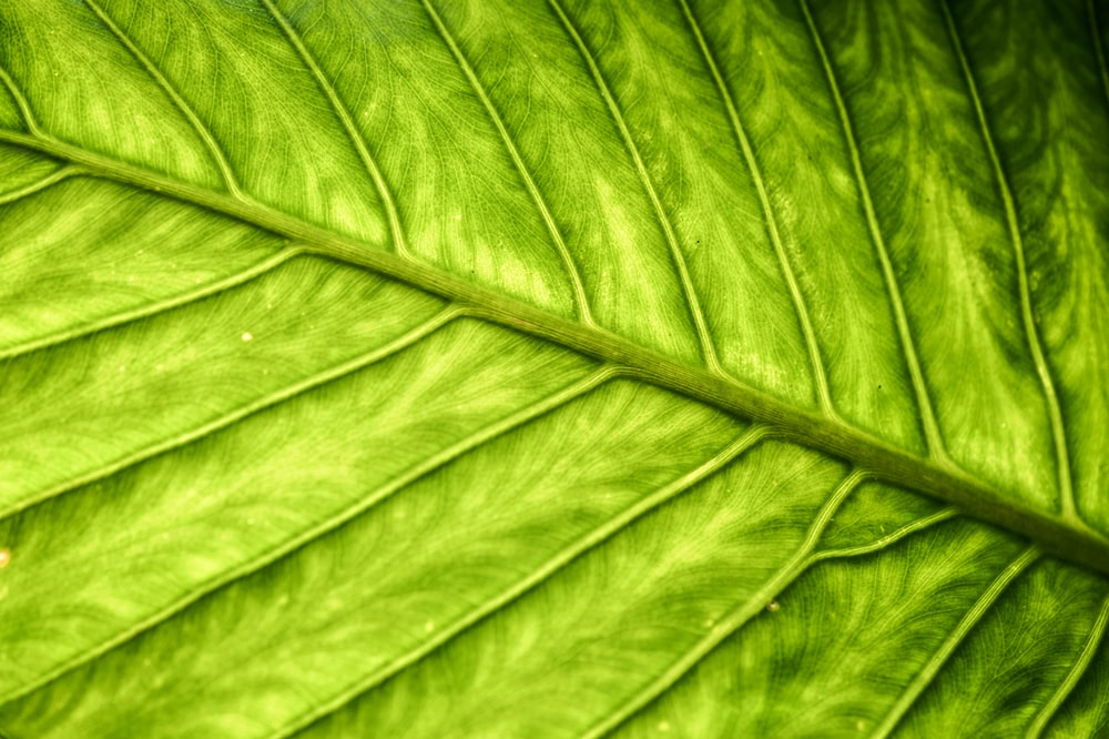 Detail Background Green Daun Nomer 18