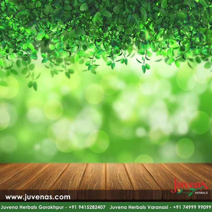 Detail Background Green Daun Nomer 20