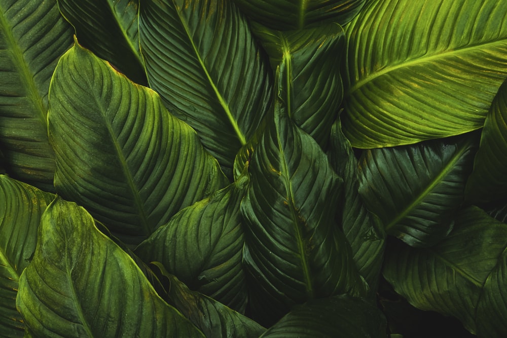 Detail Background Green Daun Nomer 24