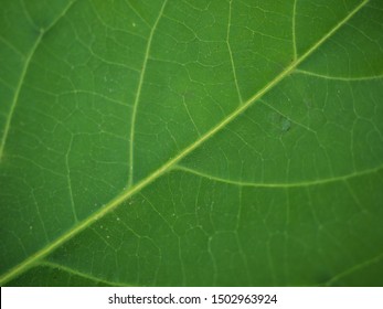 Detail Background Green Daun Nomer 27