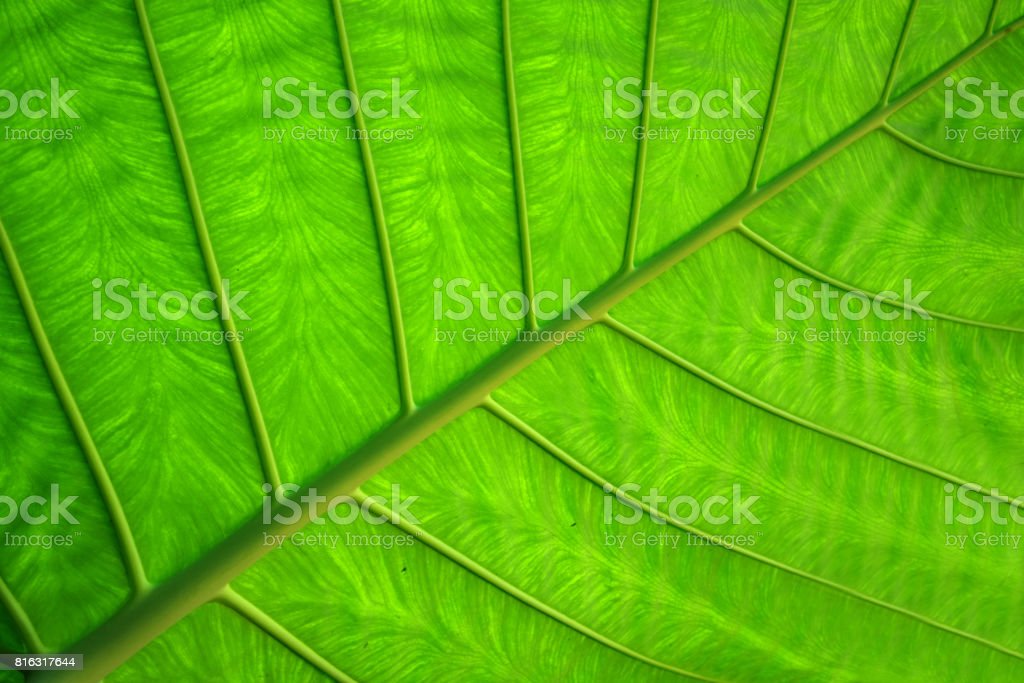 Detail Background Green Daun Nomer 35