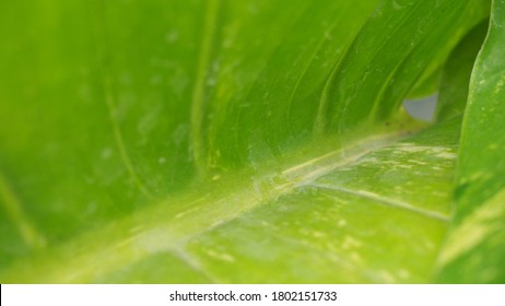 Detail Background Green Daun Nomer 40