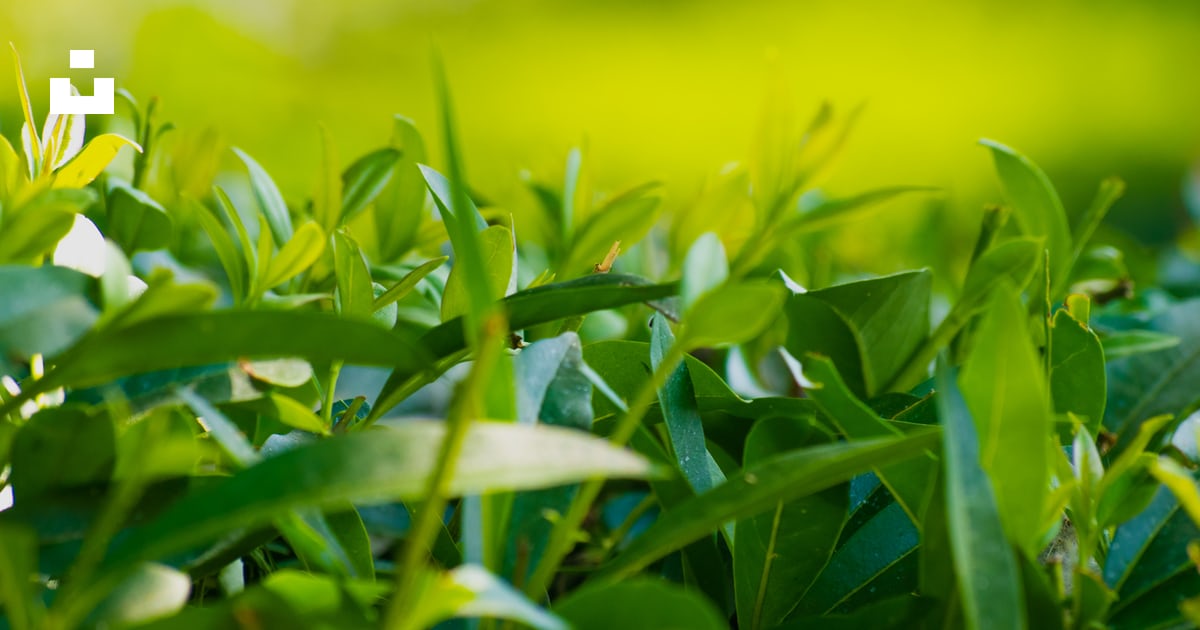 Detail Background Green Daun Nomer 41