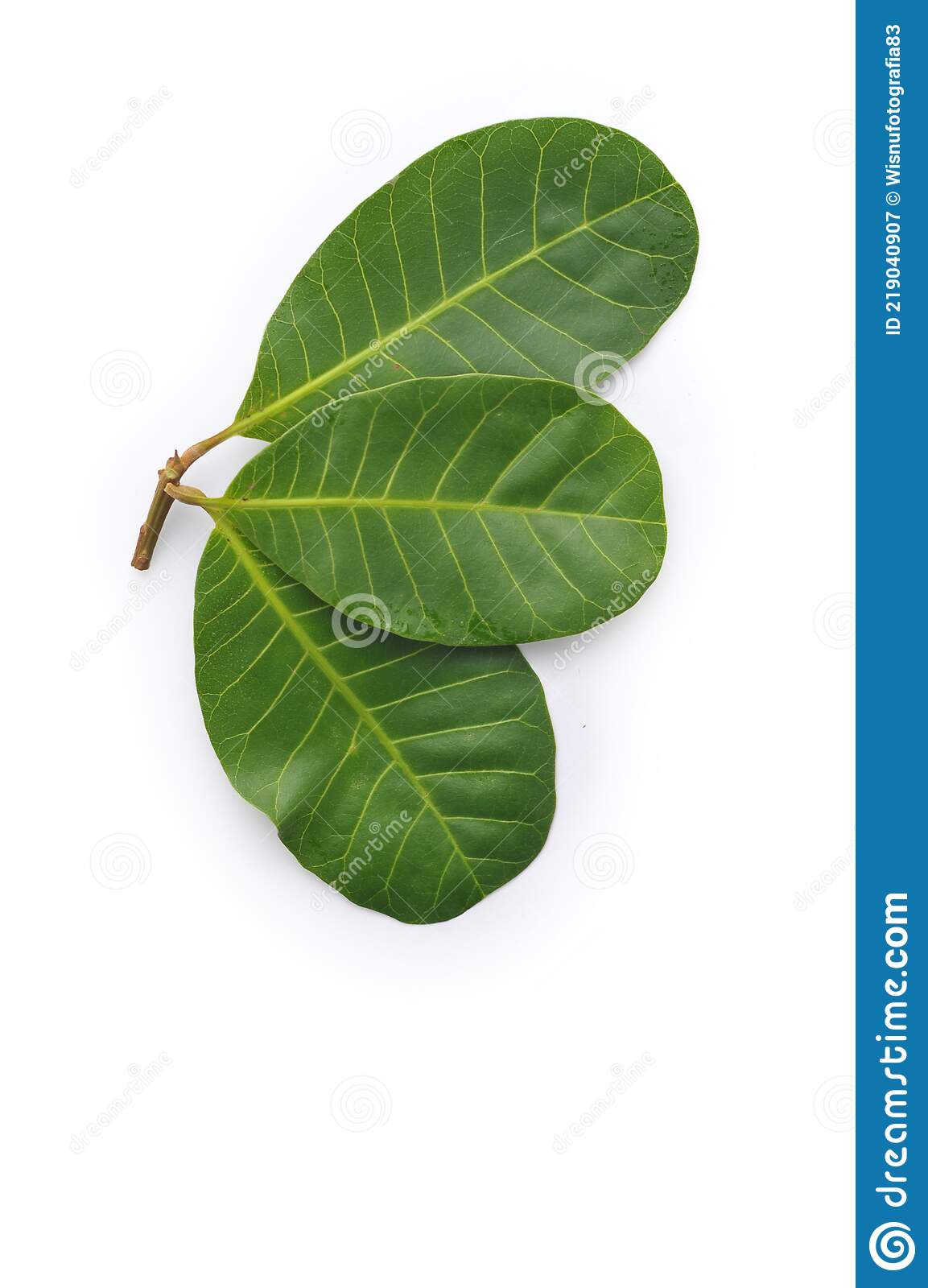 Detail Background Green Daun Nomer 42