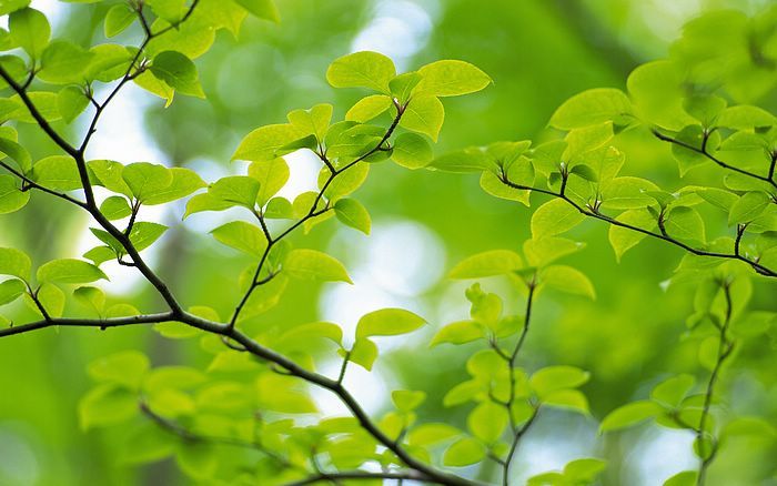 Detail Background Green Daun Nomer 43